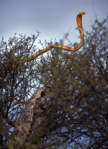 The honey badger preparing to attack; Used with permission by Keith and Colleen Begg